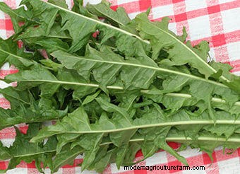 Seeds to Sow Mid-August