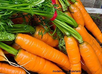 Seeds to Sow Mid-August