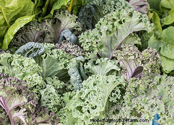 Seeds to Sow Mid-August