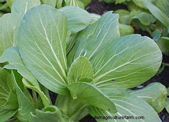 Seeds to Sow Mid-August