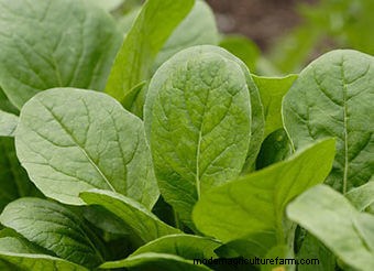 Seeds to Sow Mid-August