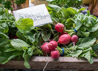 Seeds to Sow Mid-August