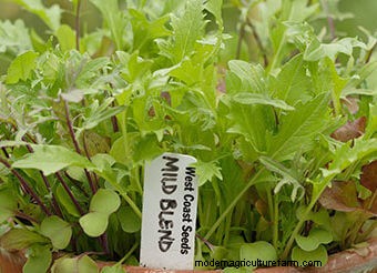 Seeds to Sow Mid-August