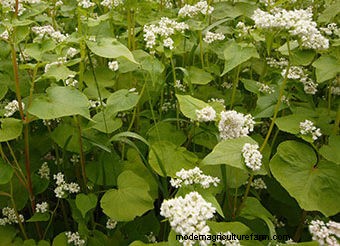 Seeds to Sow Mid-August