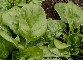 Seeds to Sow Mid-August