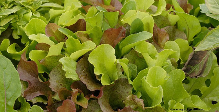 Baby Leaf Lettuce