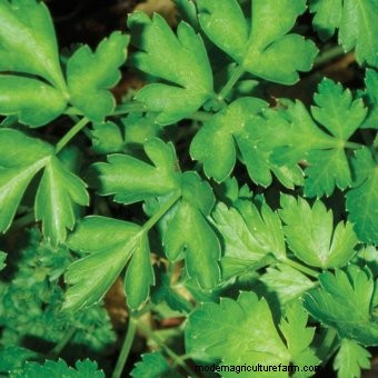 About Parsley