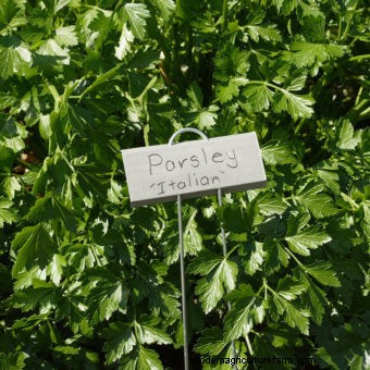 About Parsley