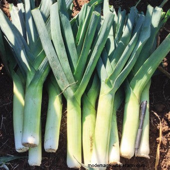 About Leeks