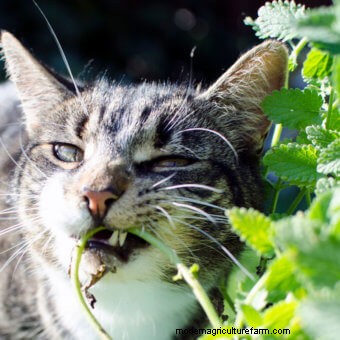 About Catnip