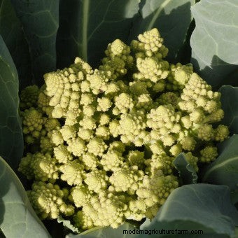 About Cauliflower