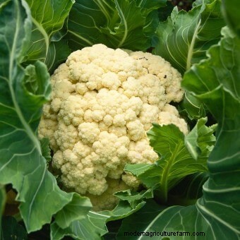 About Cauliflower