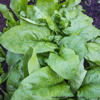 Twelve Must-Have Seeds for 2017