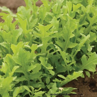 Twelve Must-Have Seeds for 2017