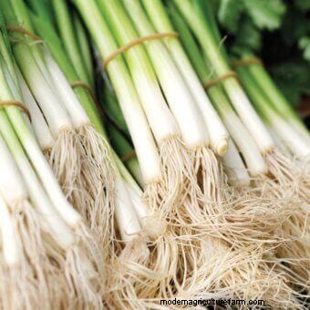 Twelve Must-Have Seeds for 2017