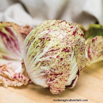 Twelve Must-Have Seeds for 2017