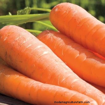 Twelve Must-Have Seeds for 2017