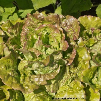 Twelve Must-Have Seeds for 2017