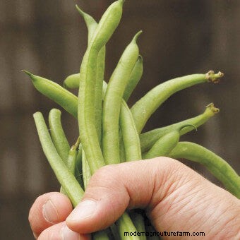 Twelve Must-Have Seeds for 2017