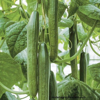 Twelve Must-Have Seeds for 2017