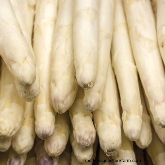 About Asparagus
