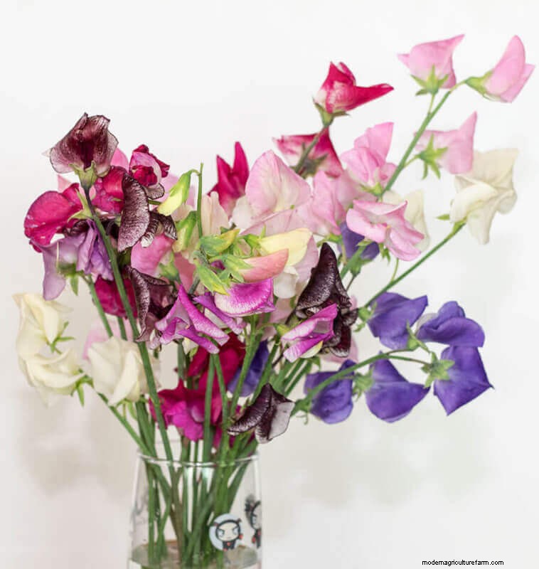 Sweet Pea Trial