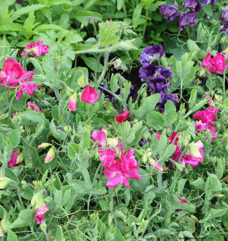 Sweet Pea Trial
