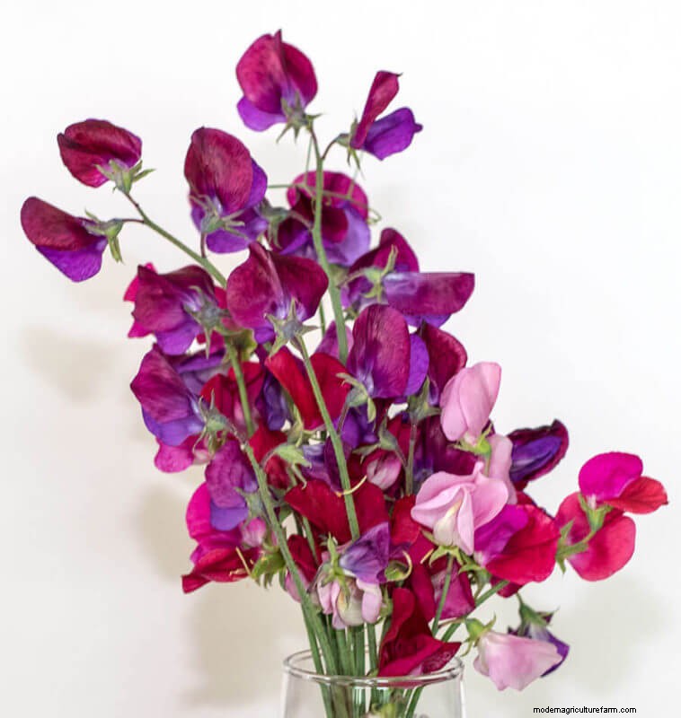 Sweet Pea Trial