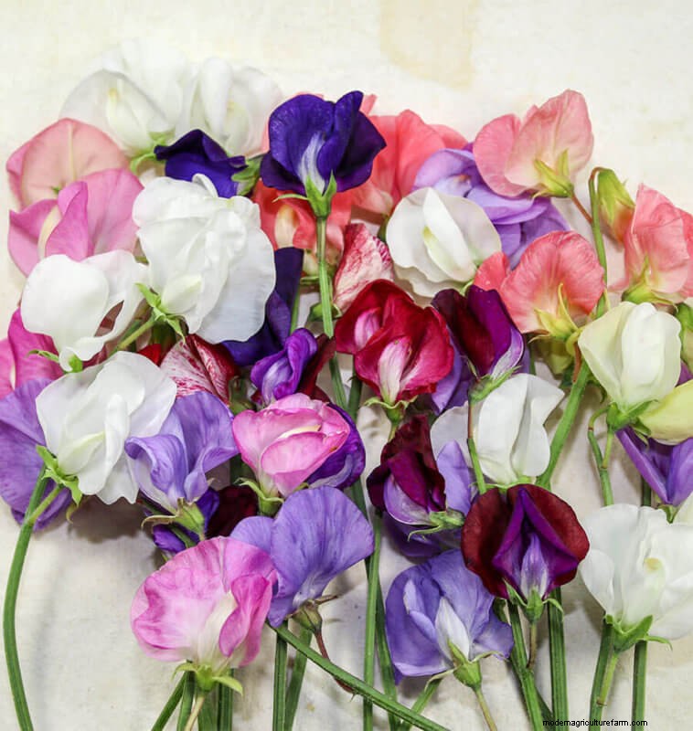 Sweet Pea Trial