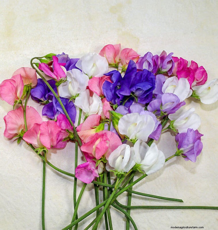 Sweet Pea Trial