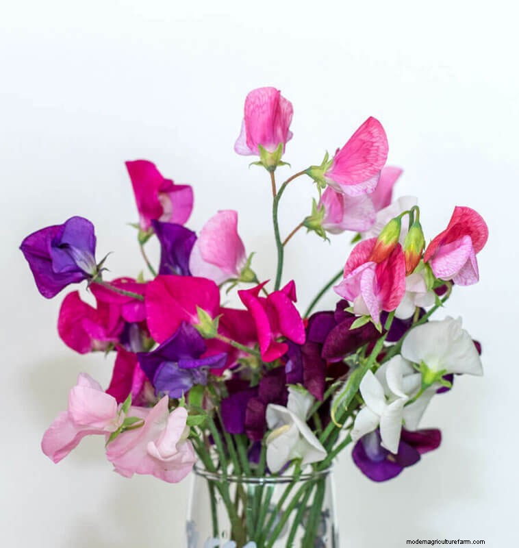 Sweet Pea Trial