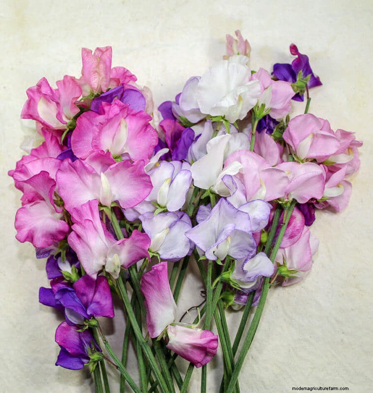 Sweet Pea Trial