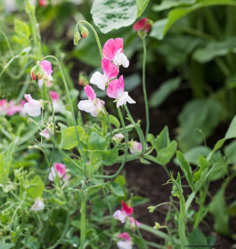 Sweet Pea Trial