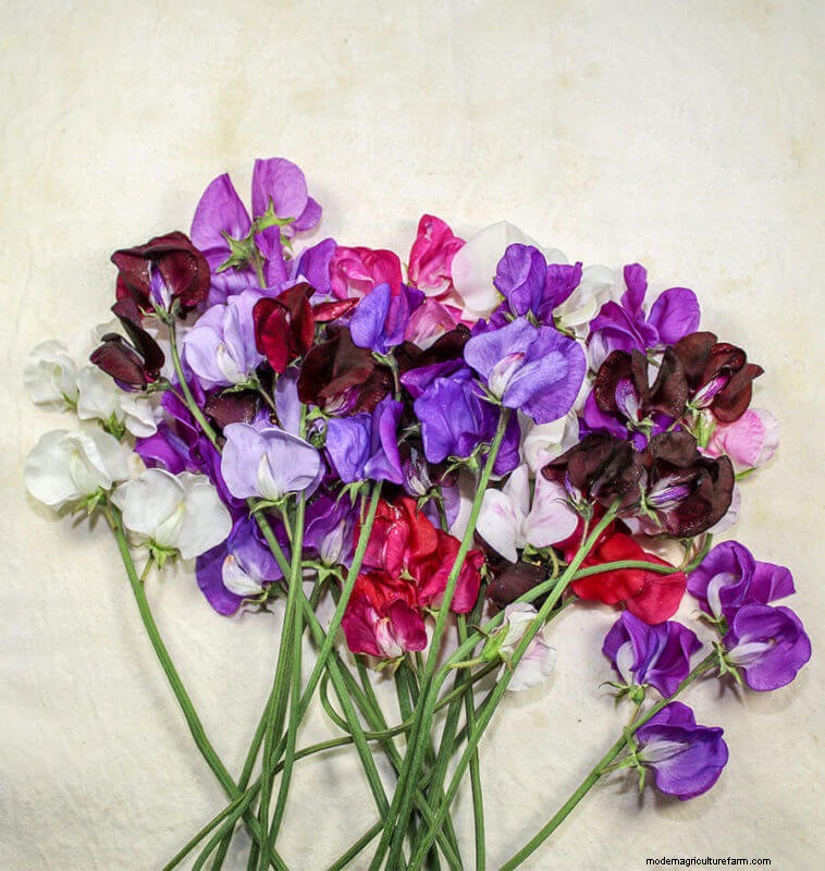 Sweet Pea Trial