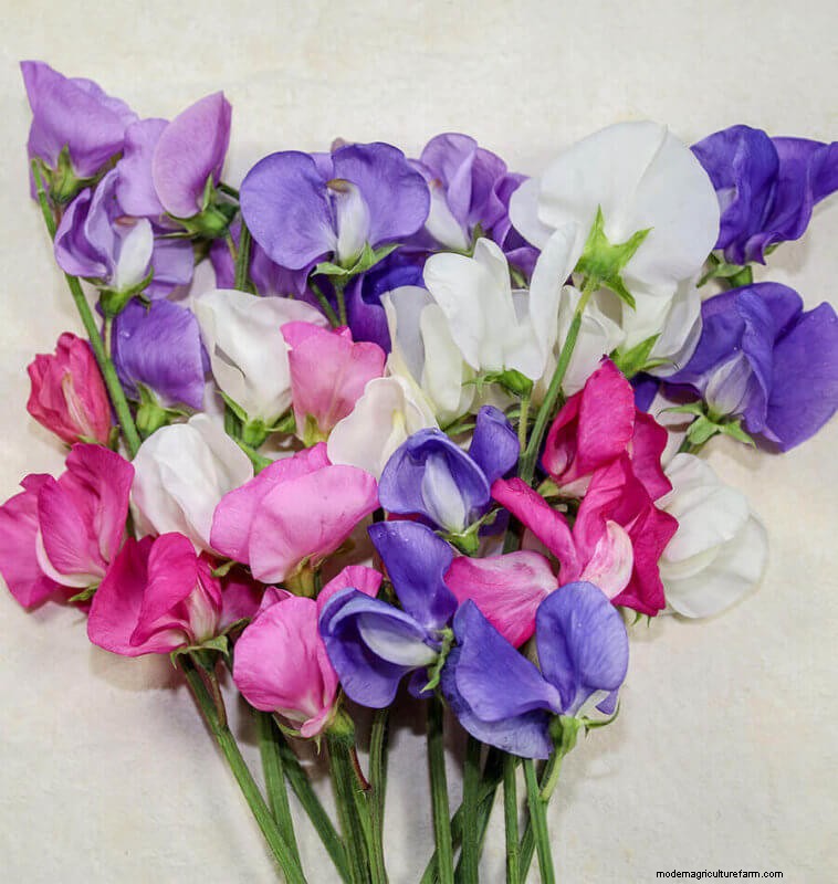 Sweet Pea Trial