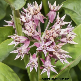 Planting a Butterfly Garden