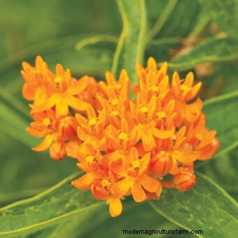 Planting a Butterfly Garden