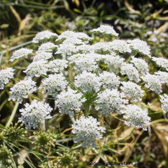 Planting a Butterfly Garden