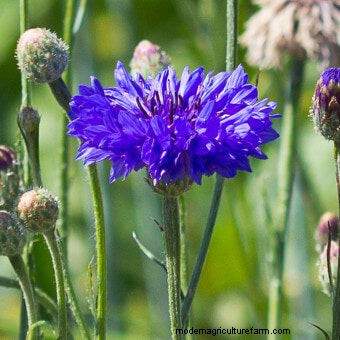 Planting a Butterfly Garden
