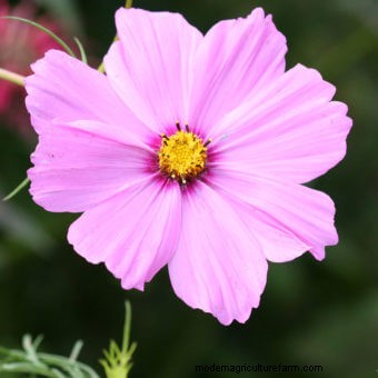 Planting a Butterfly Garden