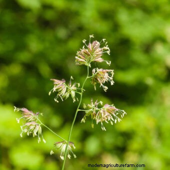Planting a Butterfly Garden