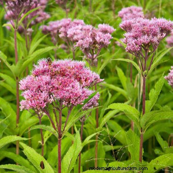 Planting a Butterfly Garden