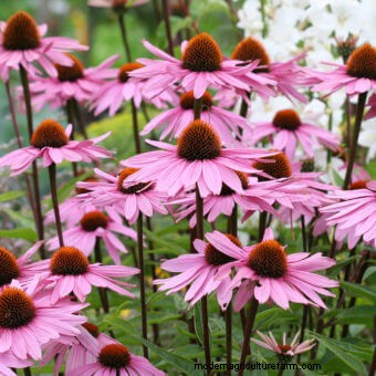 Planting a Butterfly Garden