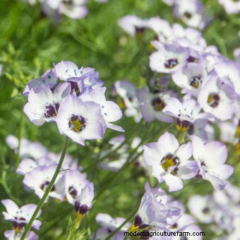 Planting a Butterfly Garden