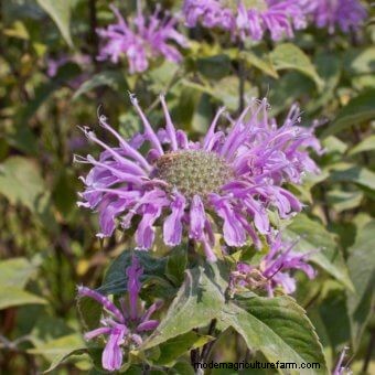 Planting a Butterfly Garden