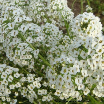 Planting a Butterfly Garden