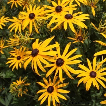 Planting a Butterfly Garden