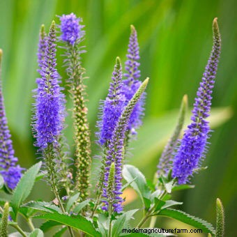 Planting a Butterfly Garden
