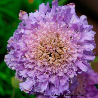 Planting a Butterfly Garden