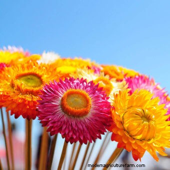 Planting a Butterfly Garden